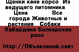 Щенки кане корсо! Из ведущего питомника! › Цена ­ 60 000 - Все города Животные и растения » Собаки   . Кабардино-Балкарская респ.